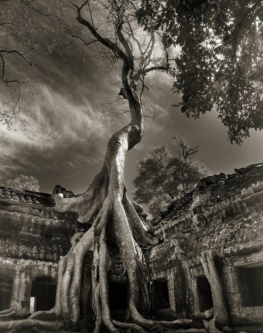 Ancient Trees | Tania Marie