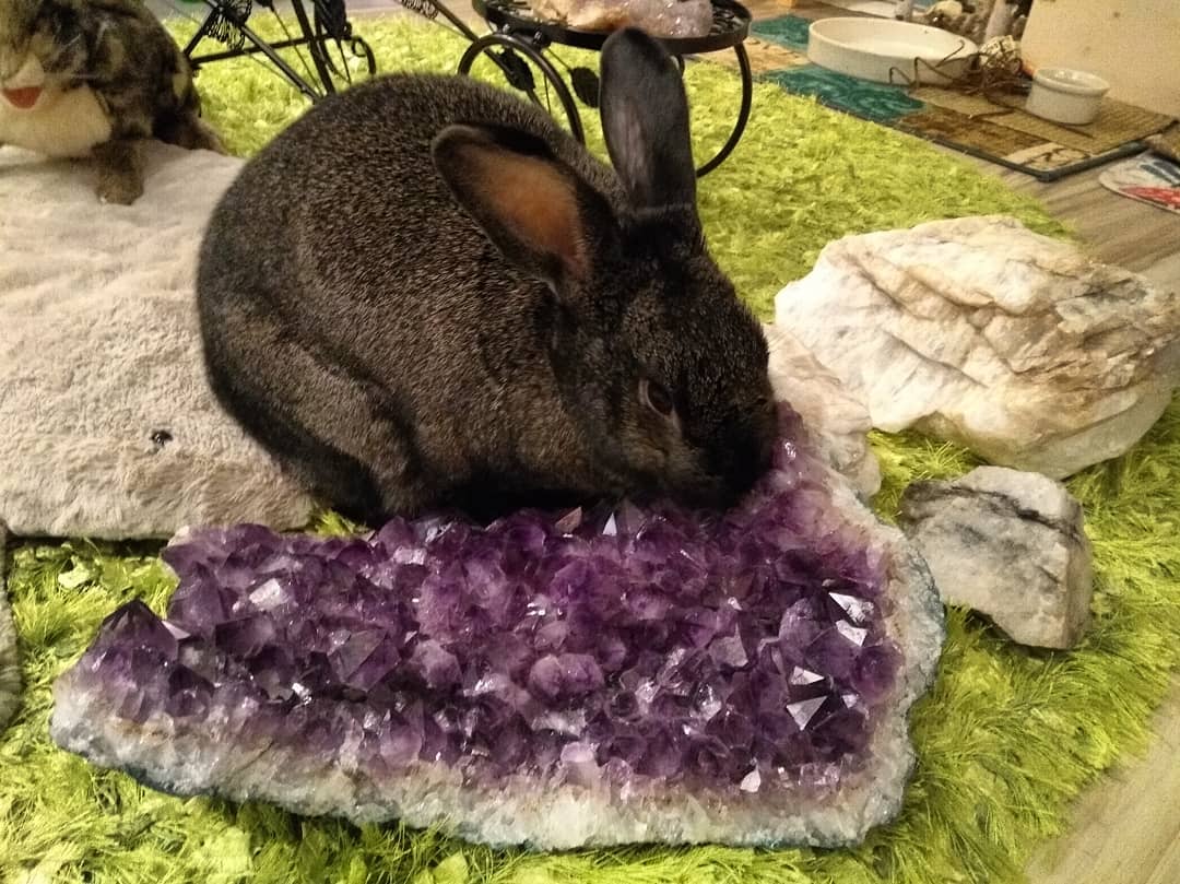 Astres Rabbit Ask Astrid Fridays ~ The Rabbit’s Corner: Nurturing, Love & Recognizing ...