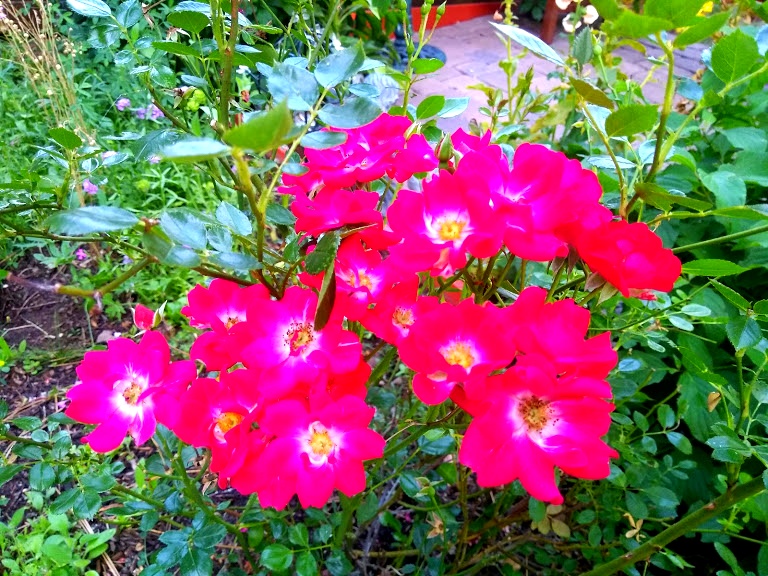 roses