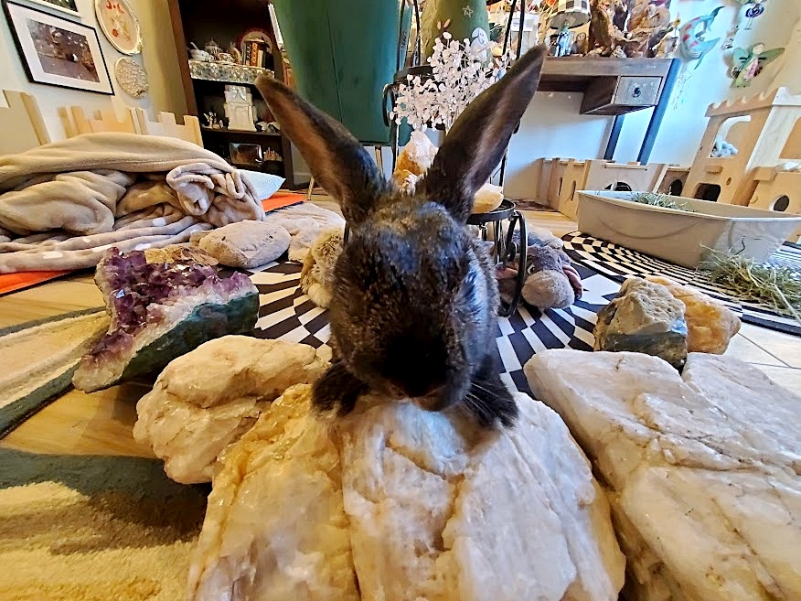 Celebrating a Master in Disguise of a Magick Rabbit | Tania Marie